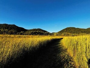 A pathway through a golden field with hills in the background.