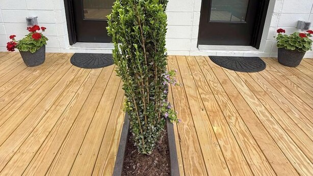A modern building with two black doors and a central evergreen shrub in a planter.