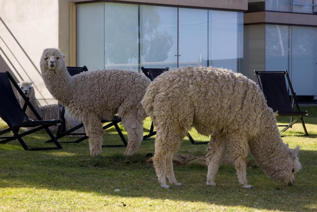 Eksteriør