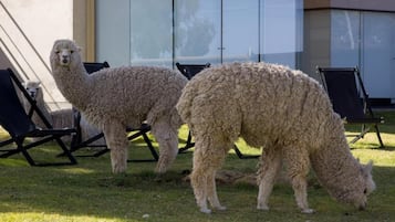 Three alpacas grazing in a grassy area with outdoor furniture and a building in the background.