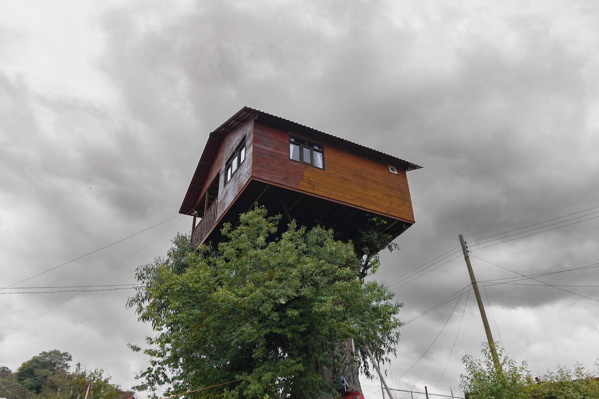 A treehouse with a wooden exterior, multiple windows, and a metal roof, situated atop a tree.