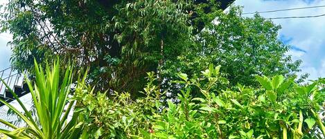 Panoramic Tree House, Mountain View | Down comforters, bed sheets