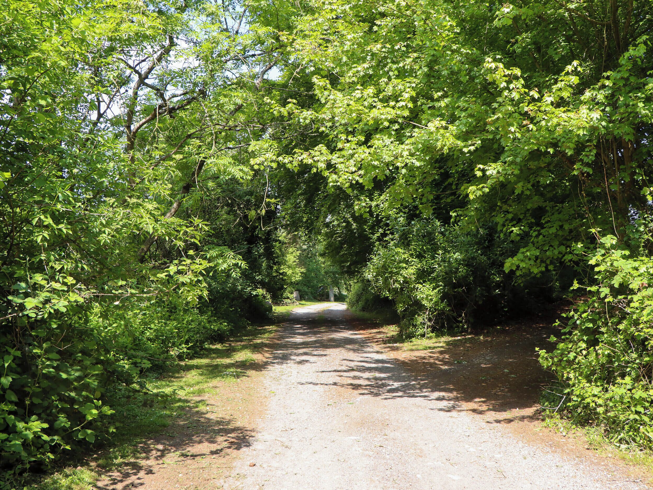 A dirt path surrounded by dense green foliage.