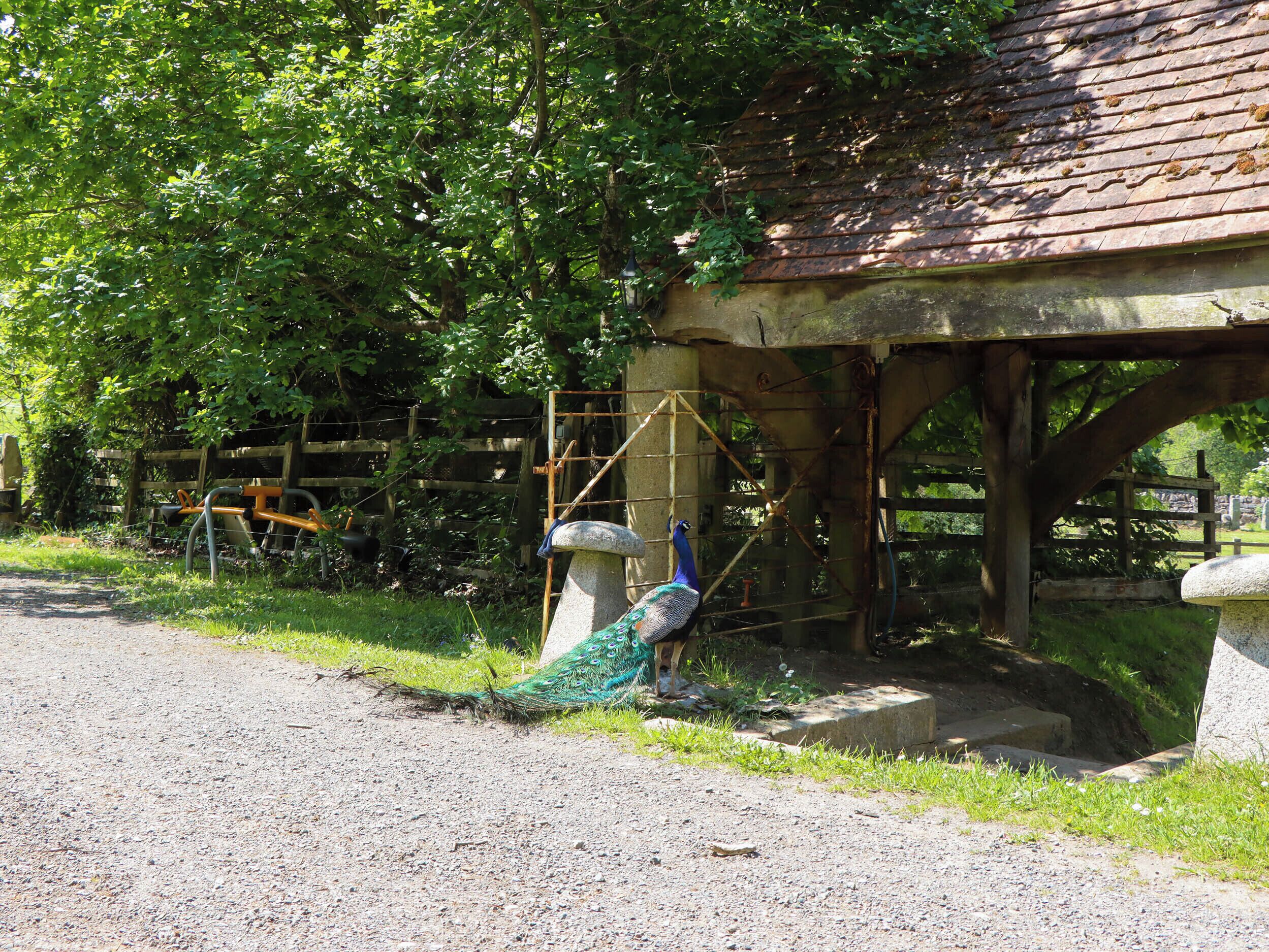 A peacock in a rustic outdoor enclosure with a wooden structure and a gravel path.