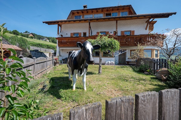 Une vache dans une courClose, délimitée par une clôture en bois, un bâtiment doté d’un toit en pente et une colline en arrière-plan.
