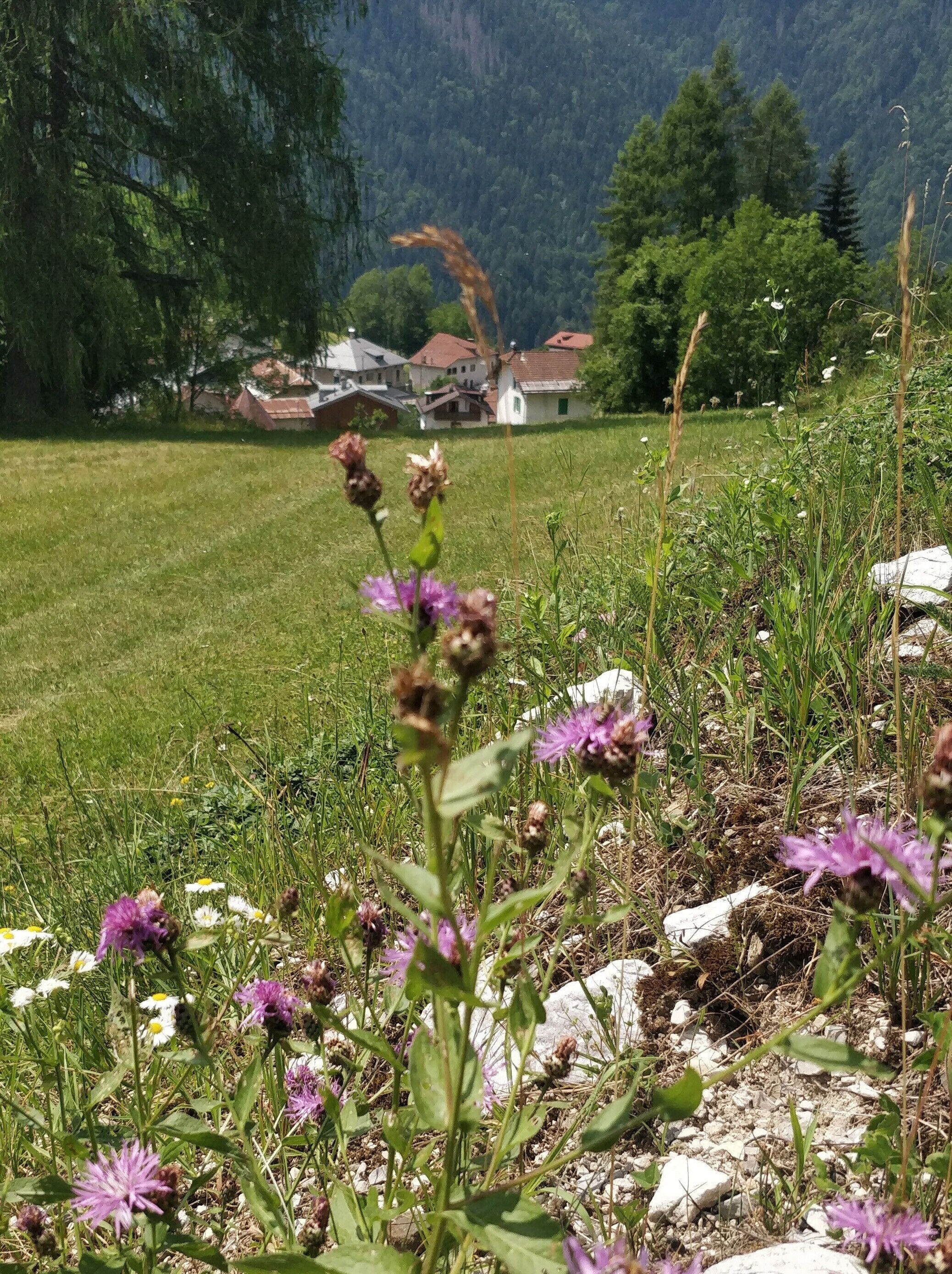 A grassy field with wildflowers and a mountain backdrop.