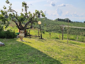 A vineyard with a large tree, a lamp post, and a rustic fence.