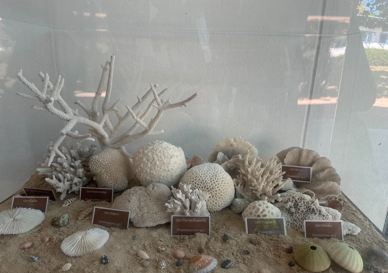 Una exhibición de diversos corales y especímenes de conchas en un museo.