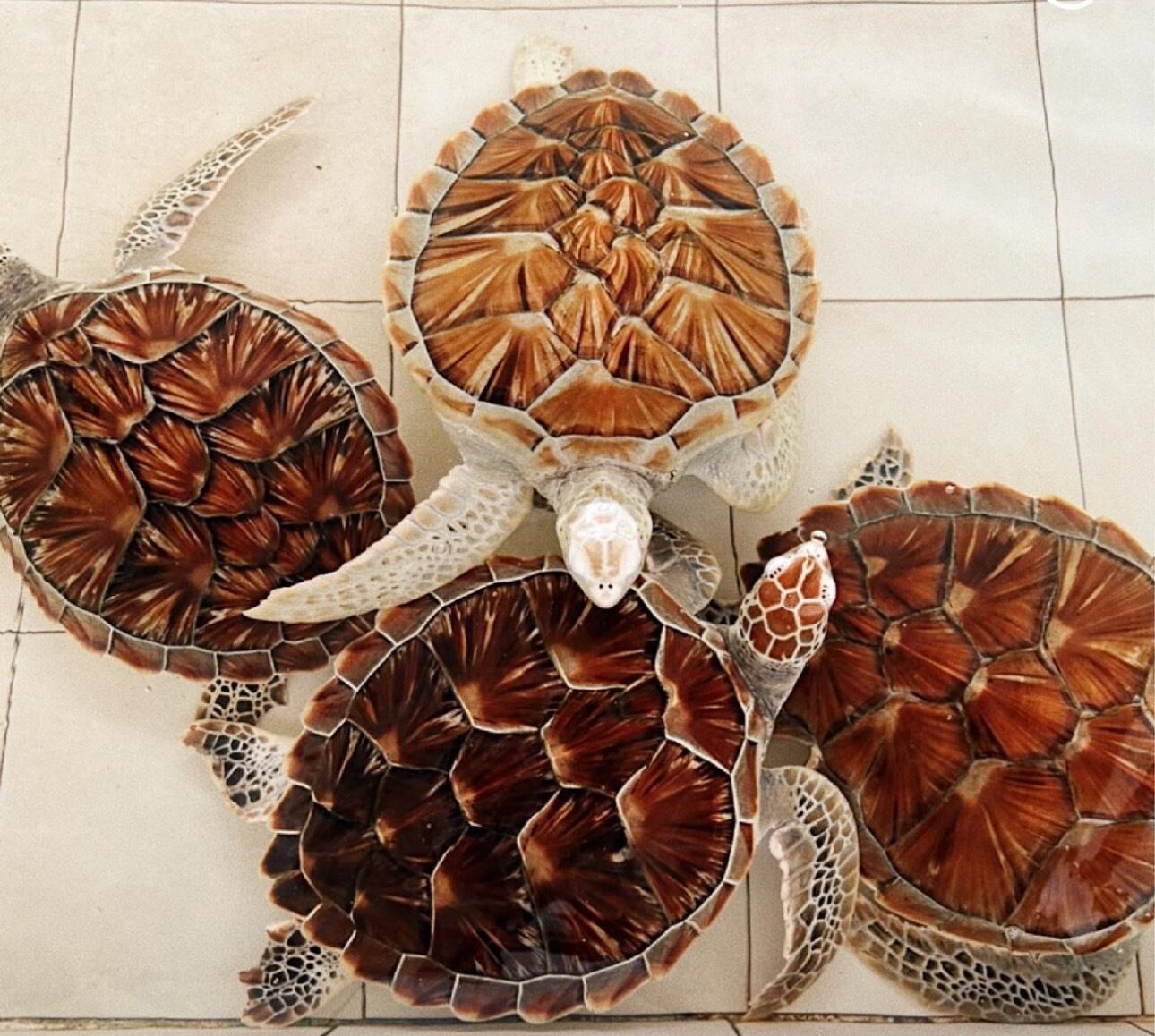 Un mosaico con baldosas con forma de tortuga marina sobre un suelo de baldosas.