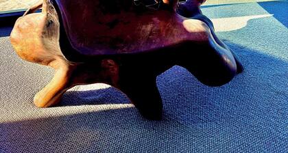 Ocean view home South Coogee