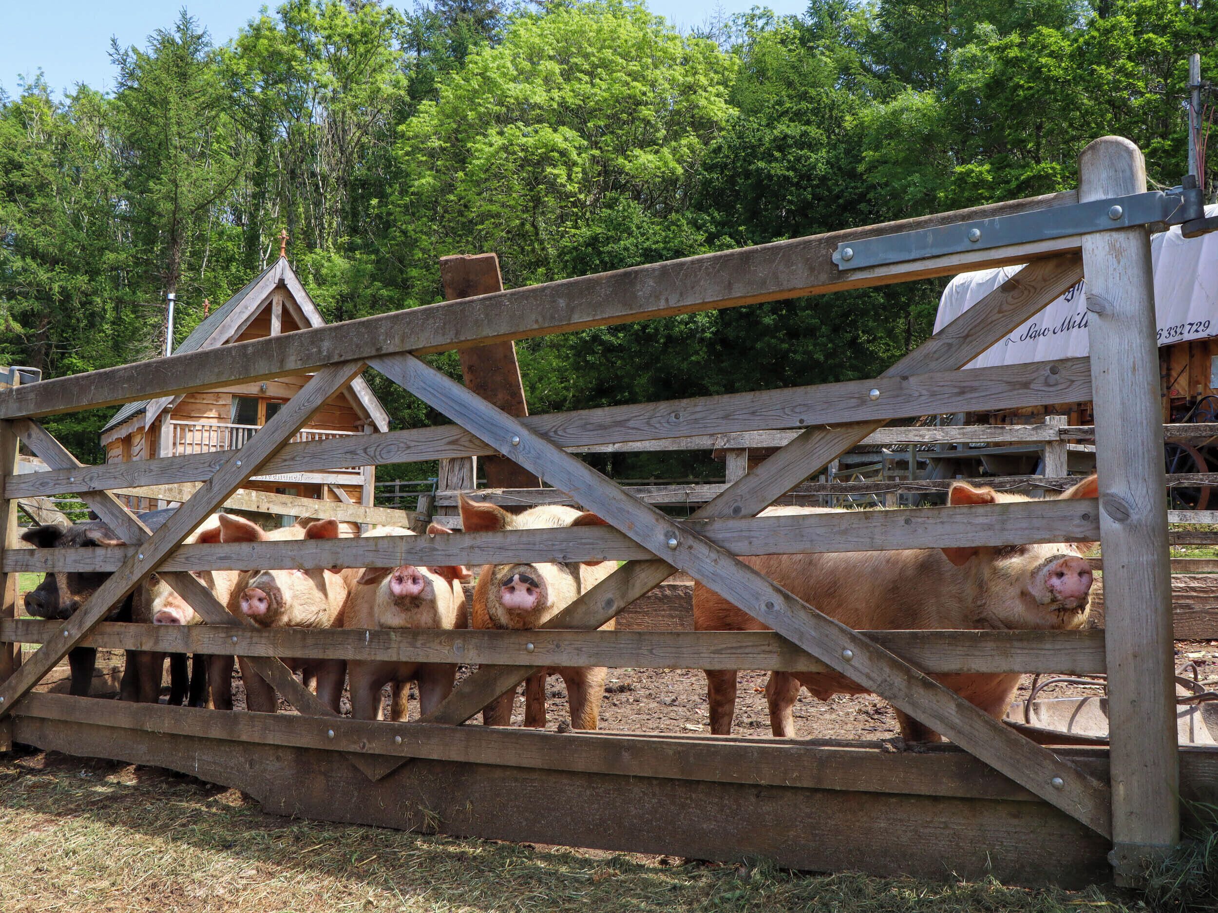 A wooden fence with a gate, a pig pen, and a small wooden building in the background.