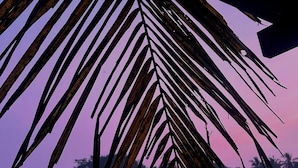 A palm leaf against a twilight sky. - Golden Rice Resort (Candolim)