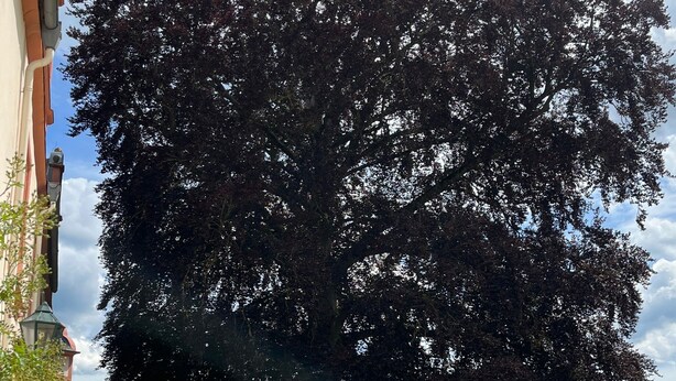 A large tree in a landscaped garden area with a building on one side. - Private Room 'Auf dem Karlsberg' with Wi-Fi (Weilburg)