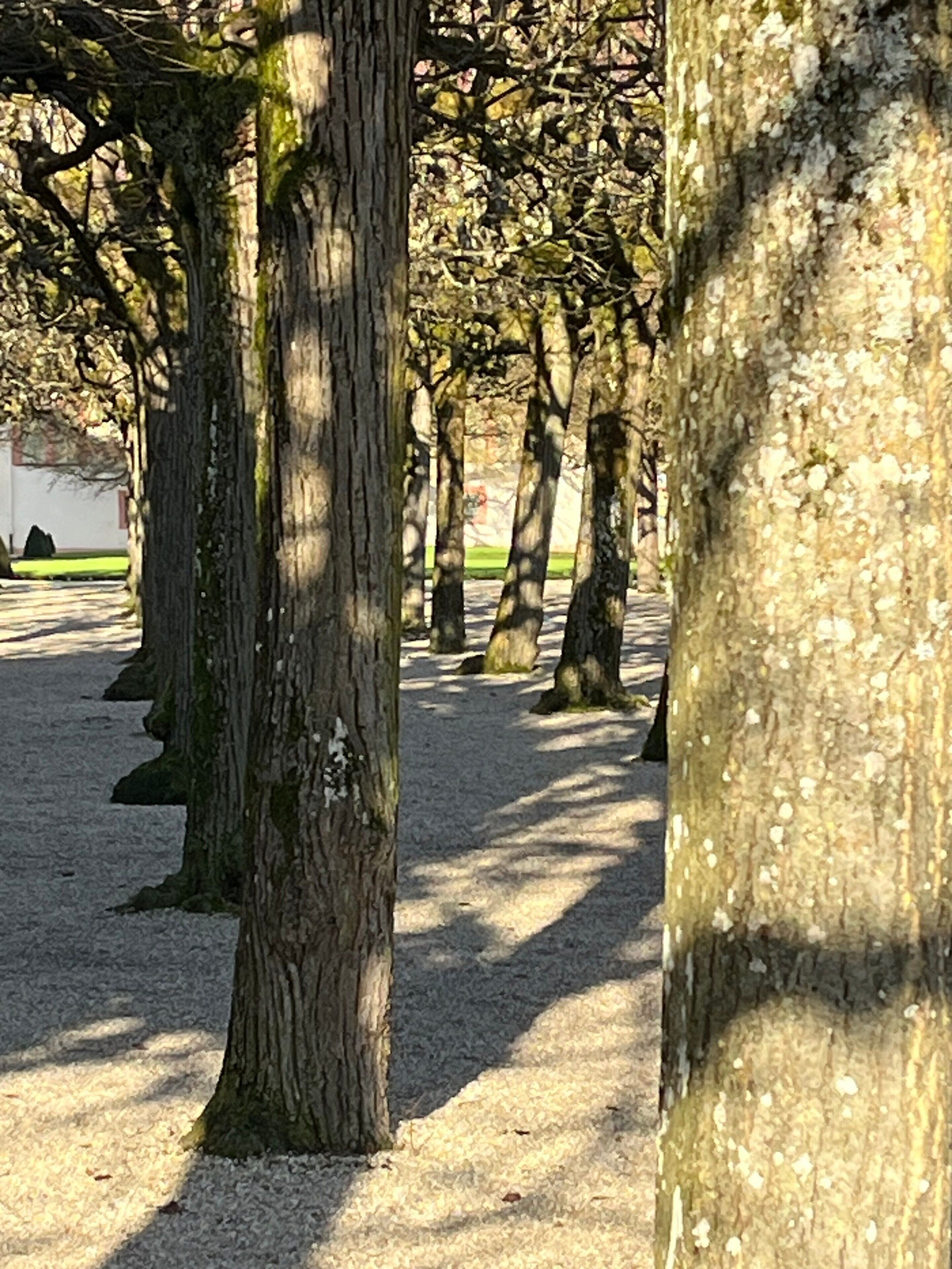 Una hilera de árboles de corteza rugosa y musgo, un sendero de grava y un edificio al fondo.