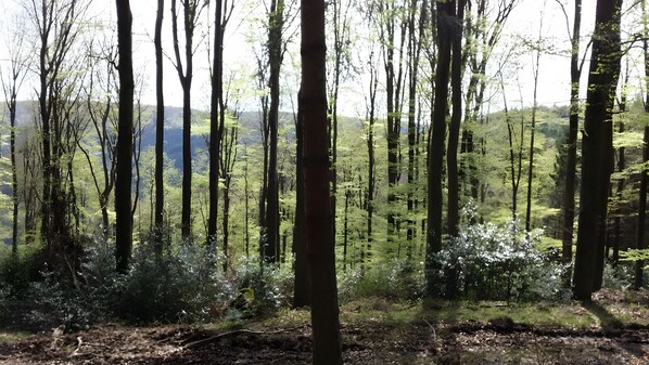 Une forêt avec de grands arbres et une vue sur le paysage.
