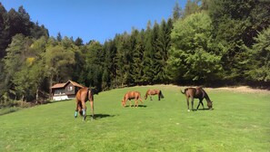Un champ verdoyant où paissent des chevaux, avec une maison en arrière-plan.