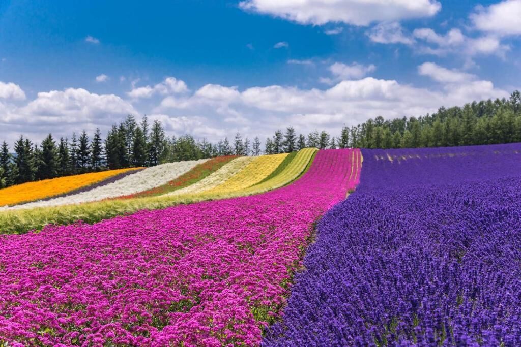 A field of colorful flowers with a forest in the background.