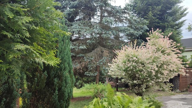 A garden with various trees, including a tall conifer and a flowering tree. - Ferien_Haus & Groß Grundstück in Bad Elster (Bad Elster)