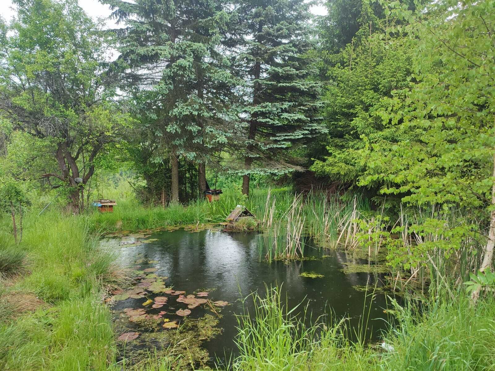Un étang naturel, entouré d’une végétation luxuriante et d’arbres.