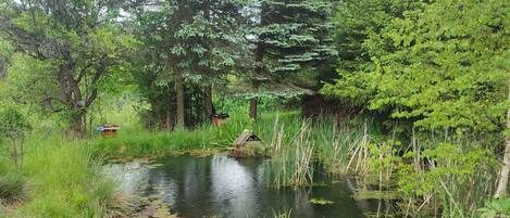 Un étang naturel, entouré d’une végétation luxuriante et d’arbres.