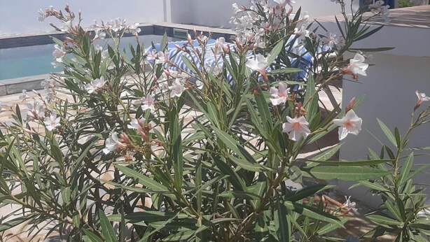 A pool area with a white building, a staircase, and flowering plants. - A corner of paradise, surrounded by a majestic olive grove, 5 minutes from the beach. (Midoun)