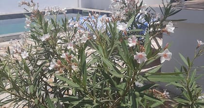 A corner of paradise, surrounded by a majestic olive grove, 5 minutes from the beach.