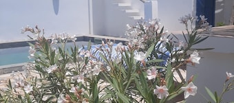 A corner of paradise, surrounded by a majestic olive grove, 5 minutes from the beach.