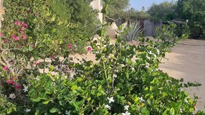 A garden with various plants and flowers, a building in the background, and a clear blue sky. - A corner of paradise, surrounded by a majestic olive grove, 5 minutes from the beach. (Midoun)