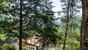 A secluded cabin nestled in a forest, surrounded by tall trees and a rocky landscape.