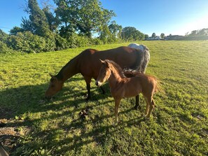 A horse grazing in a grassy field with trees in the background. - 1-bed Cosy Cottage Near Emerald Park - Sleeps 5 (Rackenstown)