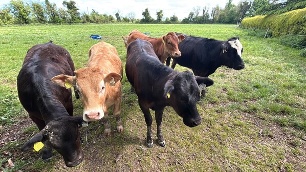 A group of cows in a grassy field with a fence in the background. - 1-bed Cosy Cottage Near Emerald Park - Sleeps 5 (Rackenstown)