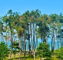 Una zona costera con altos pinos y una vista despejada del mar.