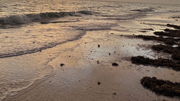 A beach at sunset with waves, seaweed, and a distant shoreline.
