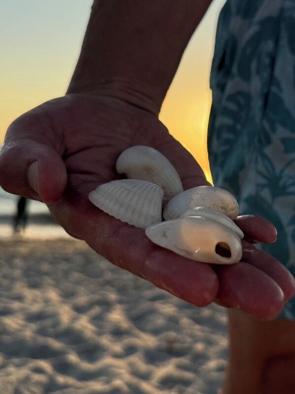 Una mano sostiene varias conchas marinas sobre una playa arenosa.