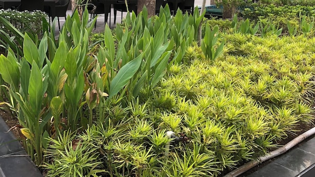 A rooftop garden with potted plants and outdoor seating. - Cozy 1-bedroom condo with AC, WiFi in adorable Pasay City accross NAIA 3 RW (Pasay City)