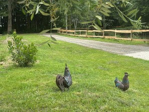 Garden - Celinatura (Préneron)