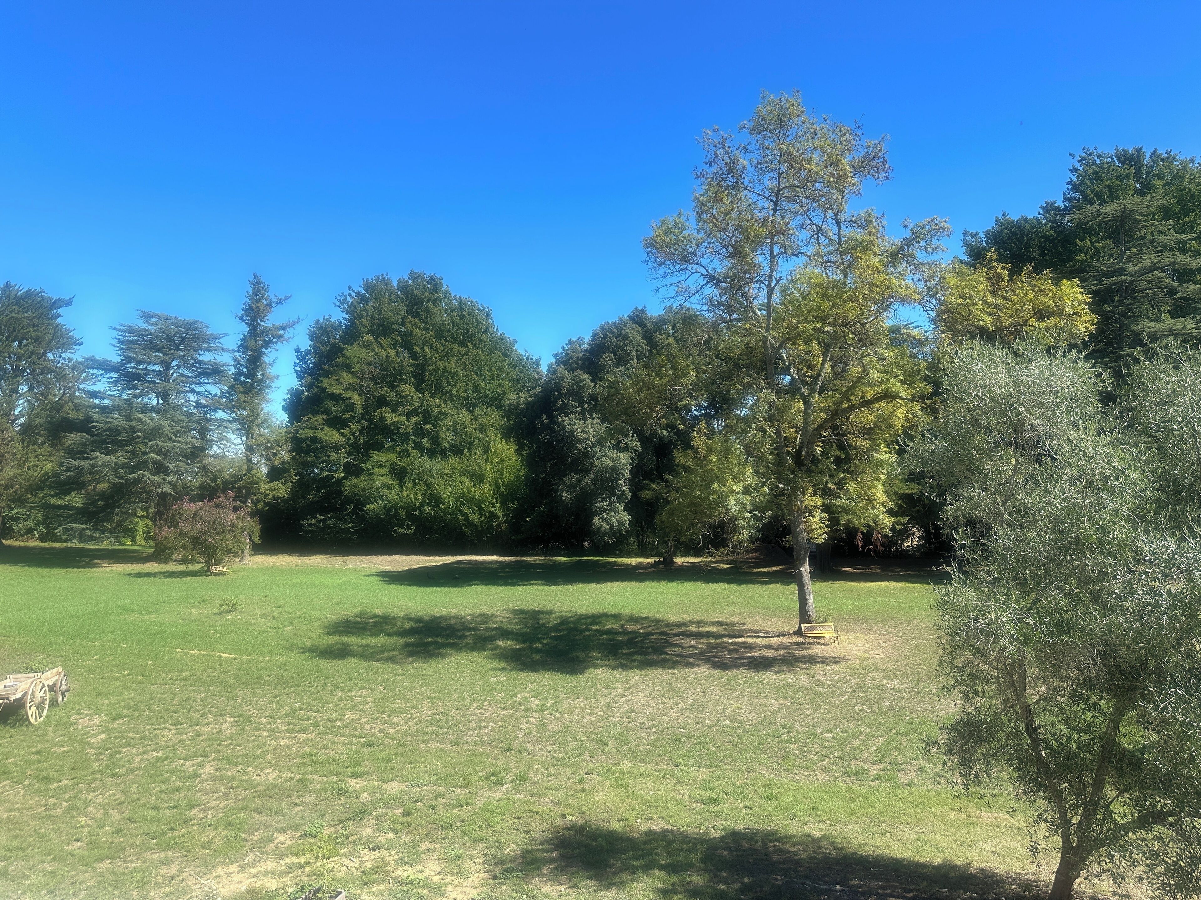 Un campo cubierto de hierba con árboles y un carromato de madera.