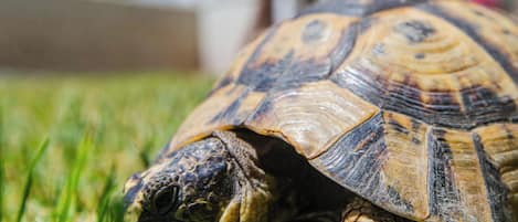 Une tortue sur l’herbe, avec un arrière-plan flou composé d’arbres et d’un bâtiment.