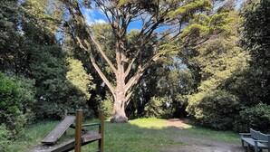Un parc avec un grand arbre, des bancs en bois et un pont en bois.