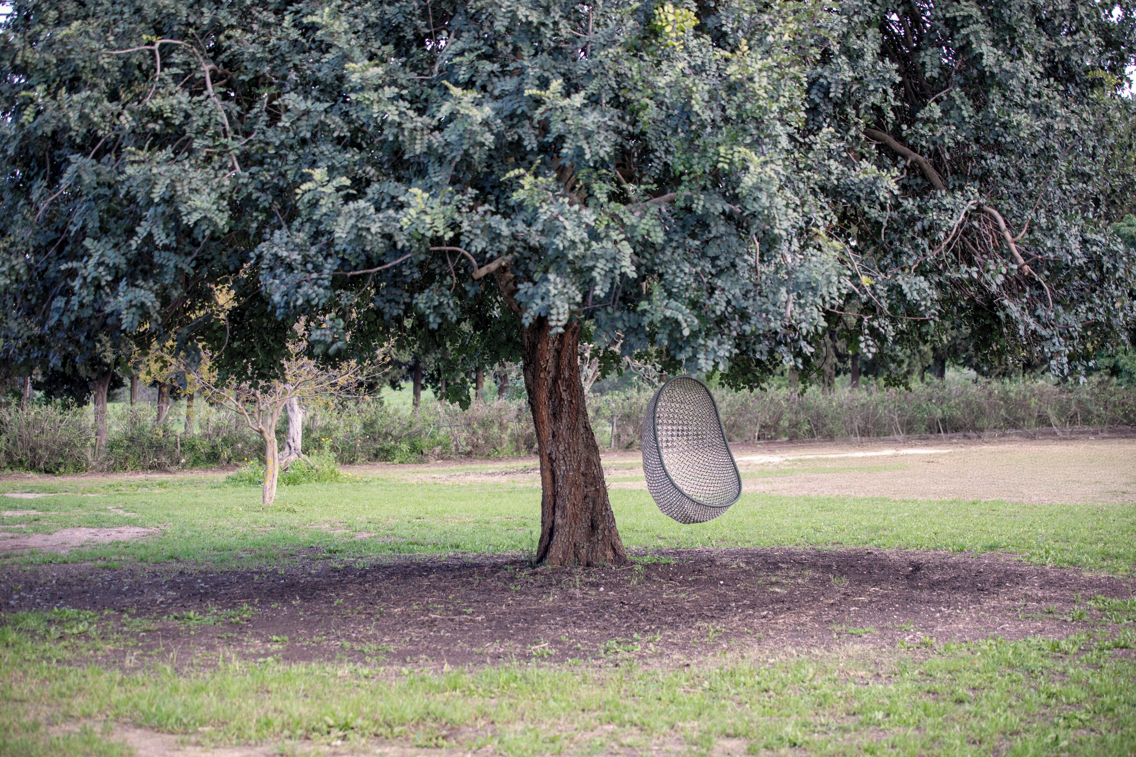 A tree with a tennis racket hanging from its branches.
