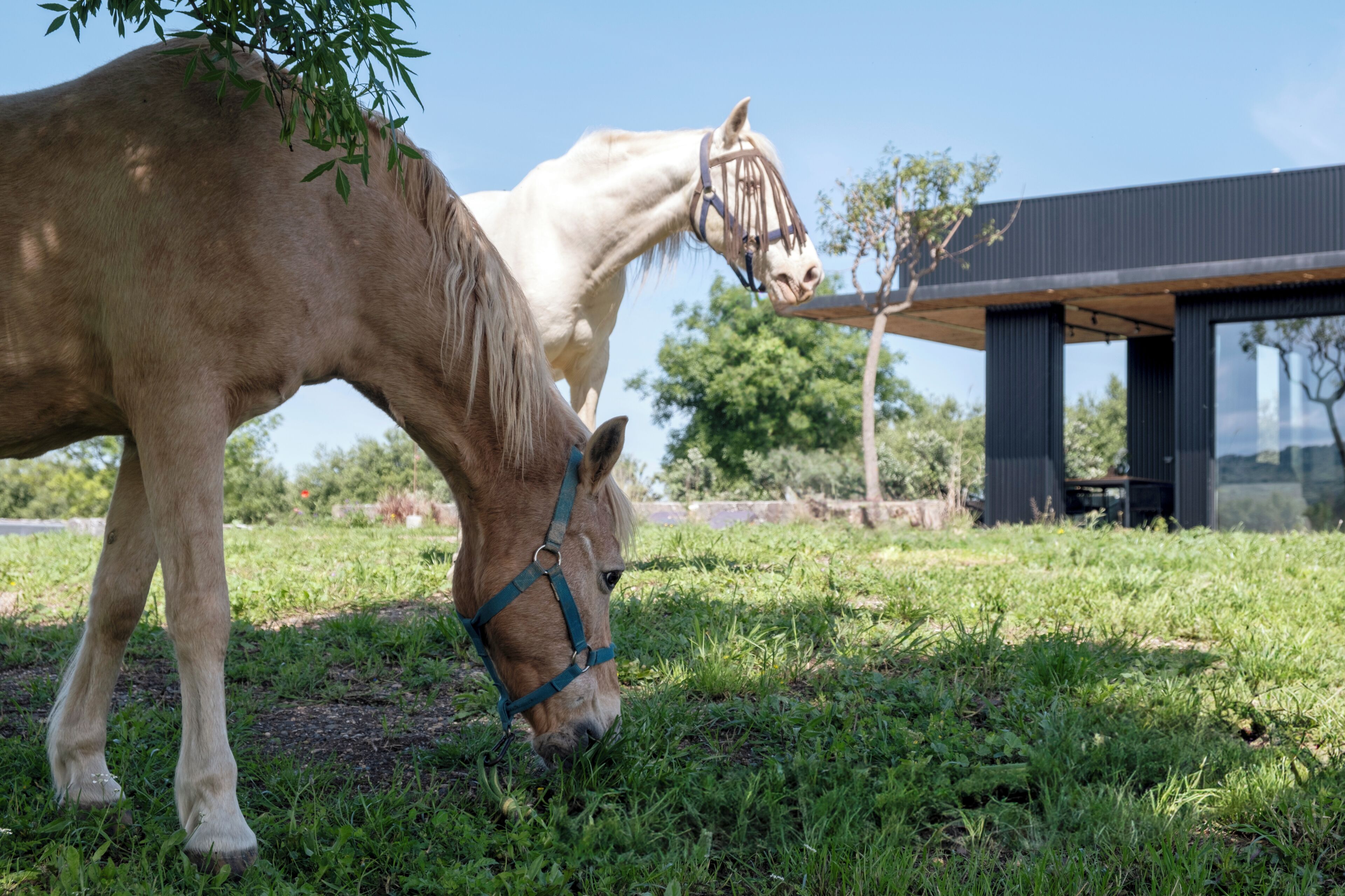 Dois cavalos pastando em uma área gramada, com um edifício moderno ao fundo.