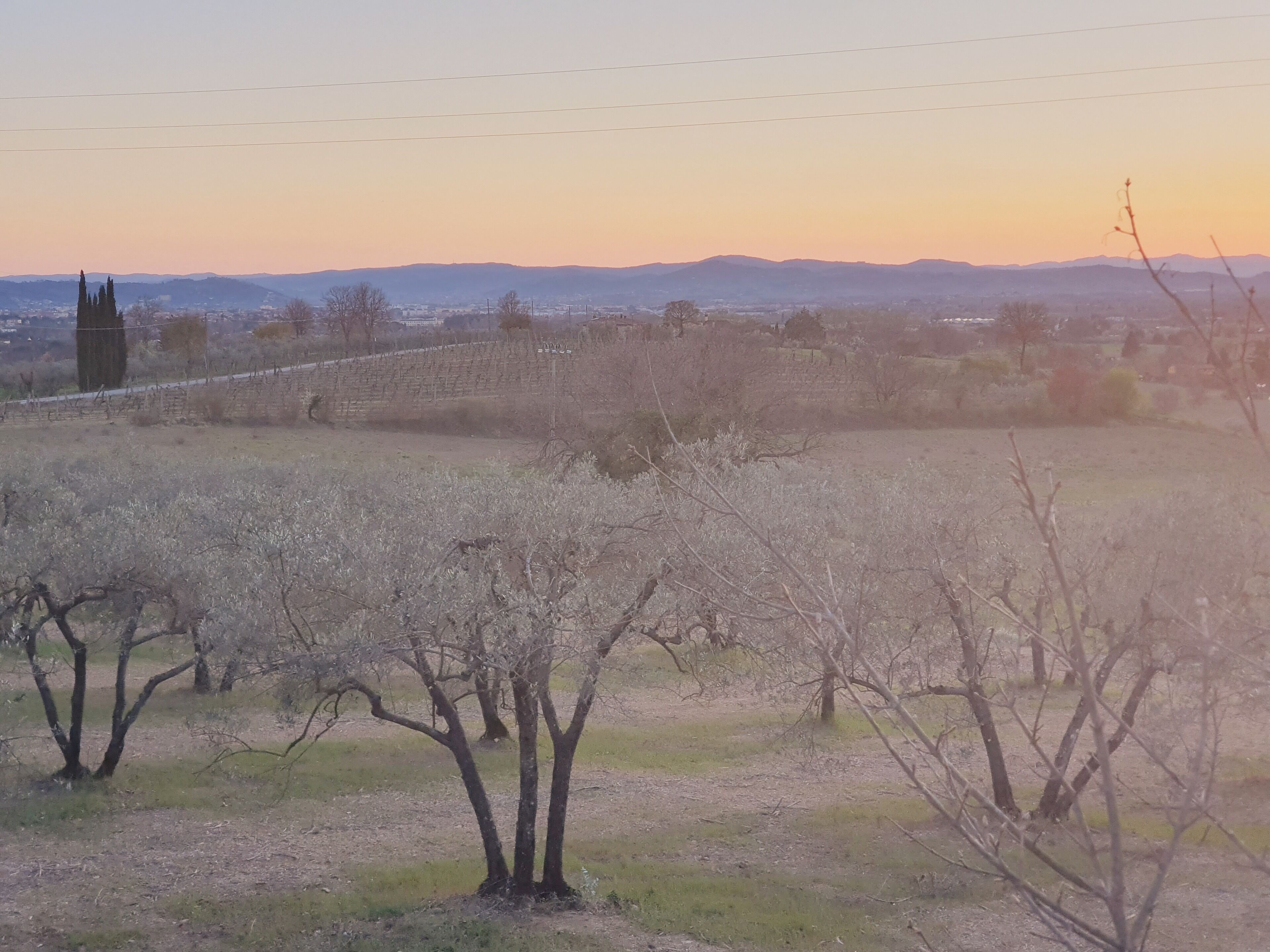 A rural landscape with a field of trees, a distant town, and a clear sky.