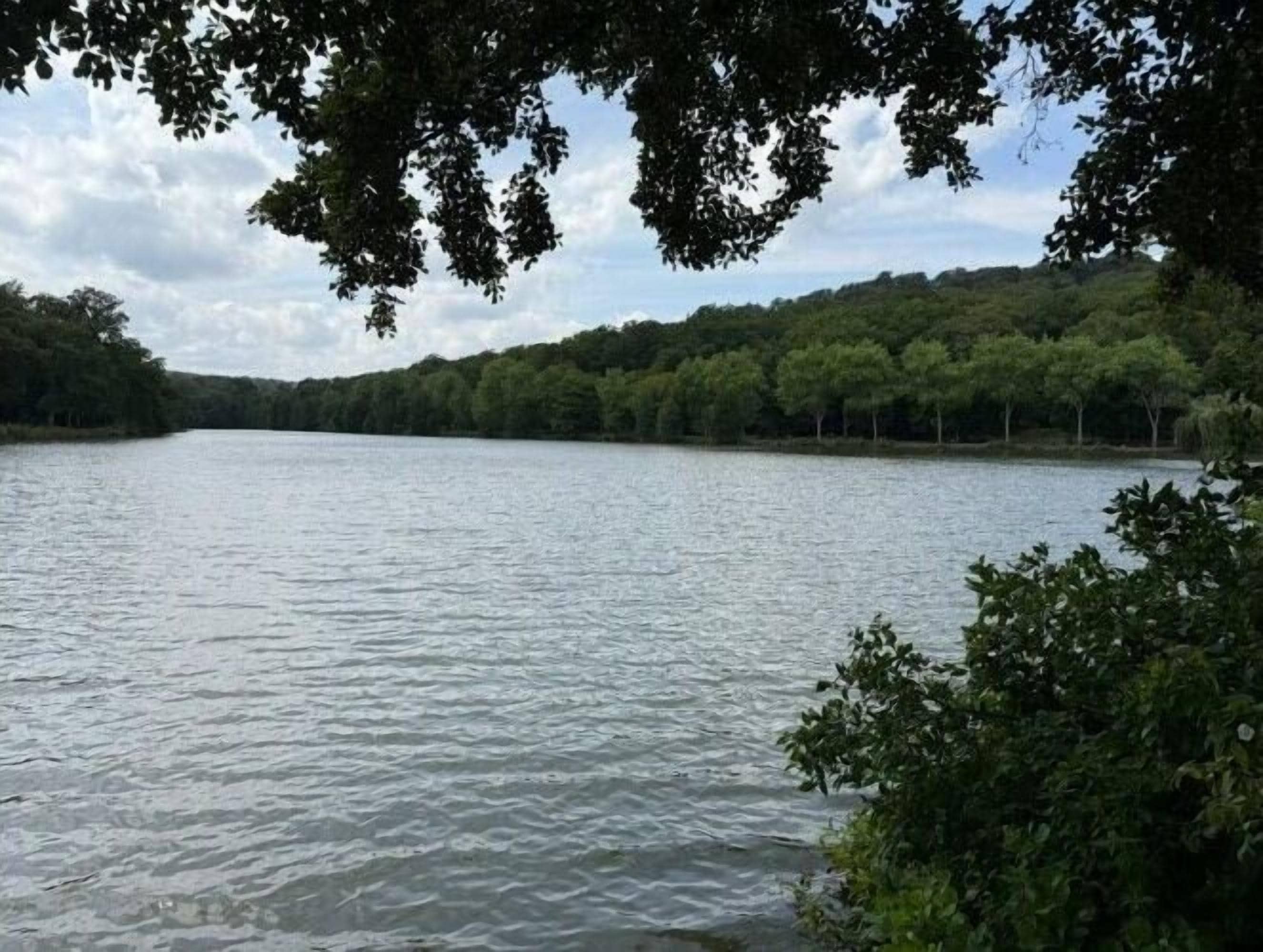 Un lago tranquilo rodeado de un bosque denso.