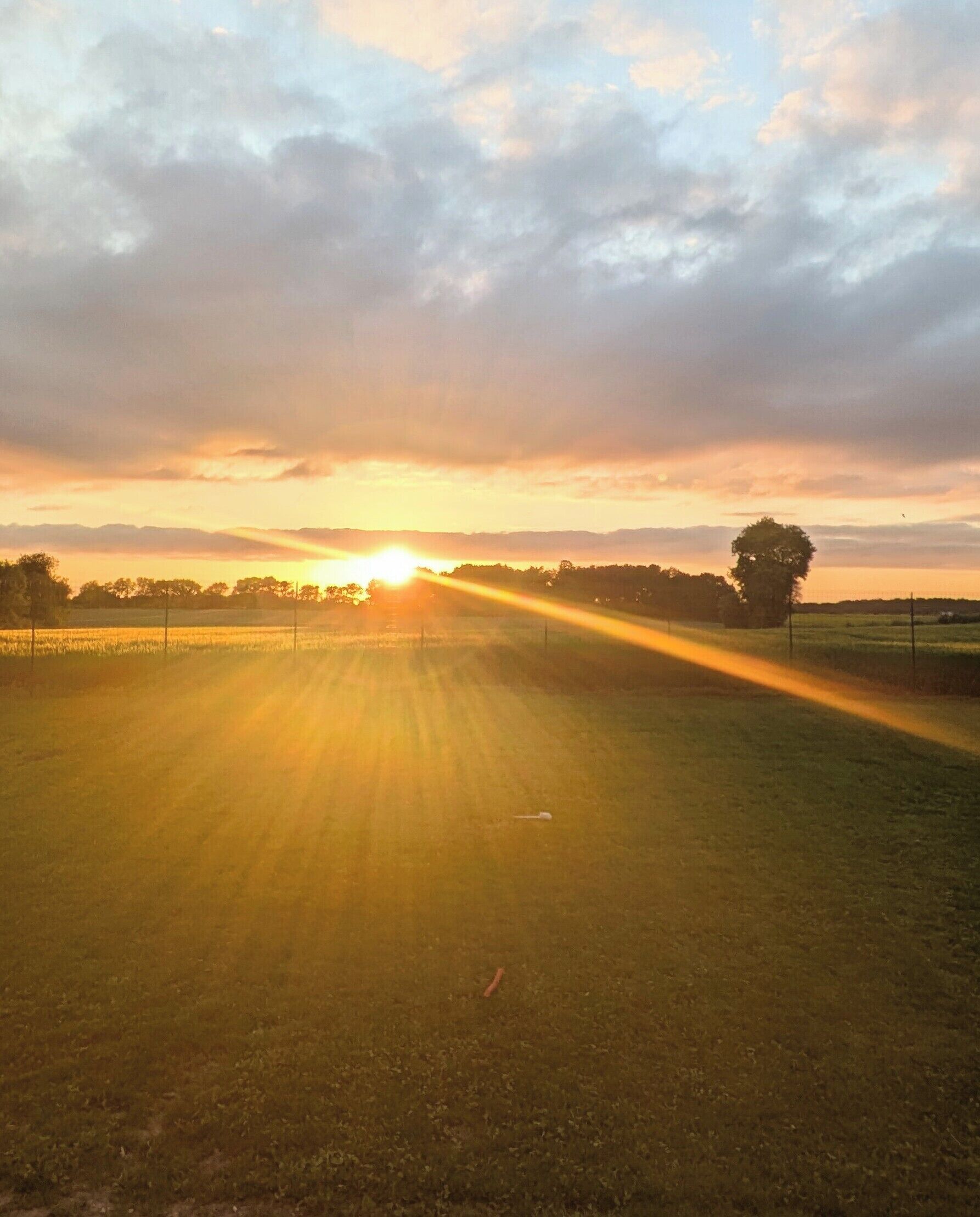 A sunset over a grassy field with a single tree and a fence in the distance.