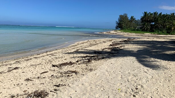 A sandy beach with clear turquoise water and palm trees in the background.