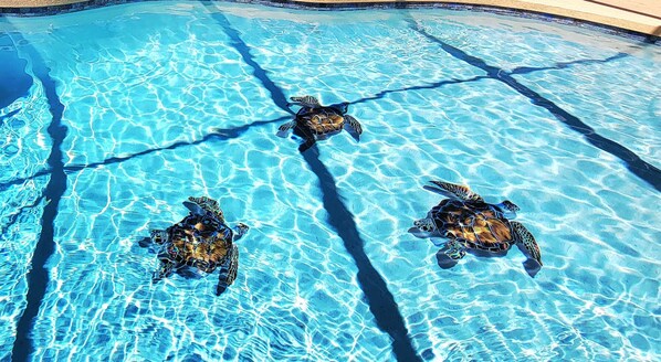 Utomhuspool