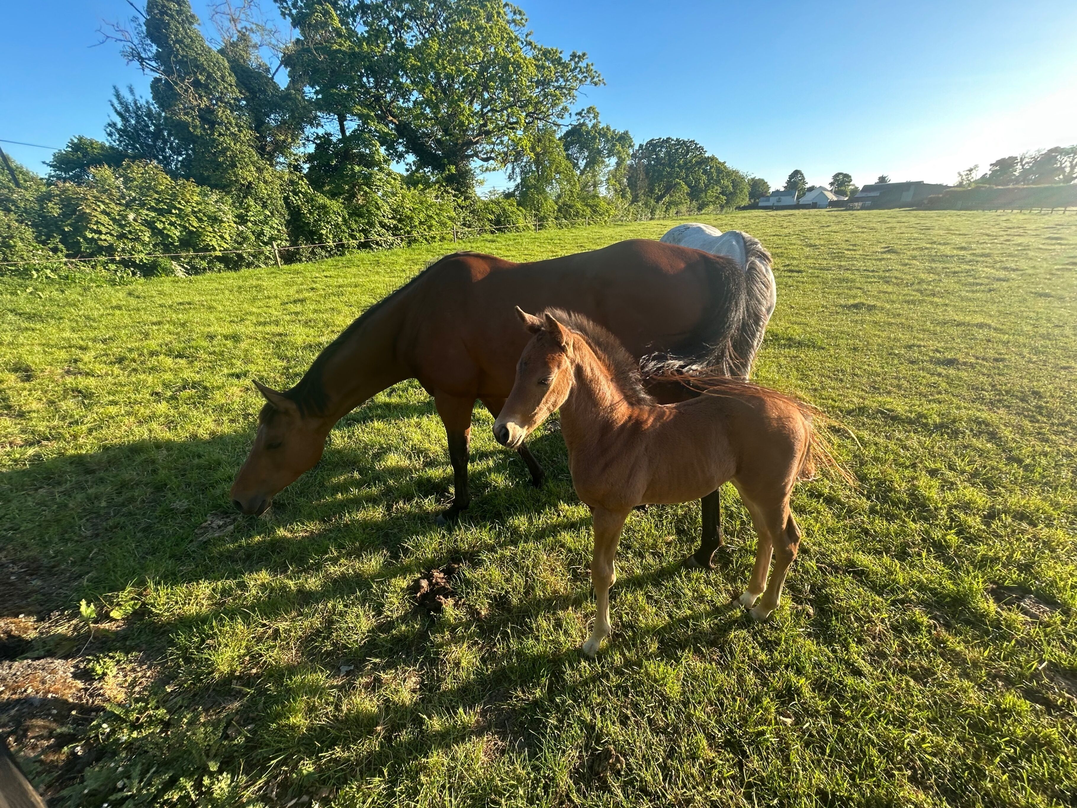 A horse grazing in a grassy field with trees in the background.
