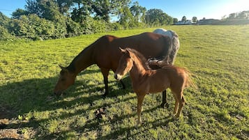 A horse grazing in a grassy field with trees in the background.