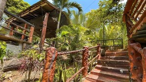 Una escalera de madera rústica con barandilla de metal, rodeada de abundante vegetación y palmeras.