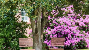 Two wooden benches under a tree with pink flowers. - 4 Person Holiday Home in Steninge (Steninge)